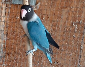 Agapornis škraboškový - samica - 3