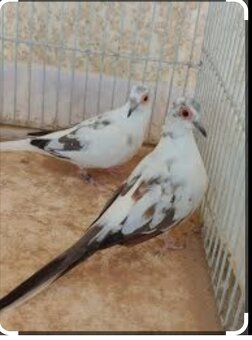 Holúbok diamantový straka - 3