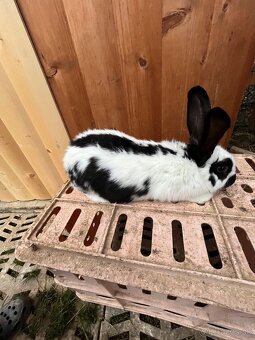 Český strakáč samec - 3