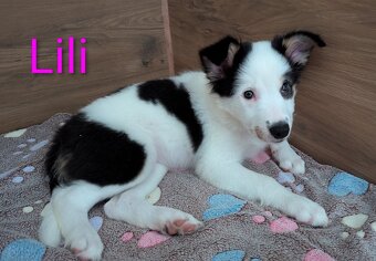 Border kolia tricolor - 3