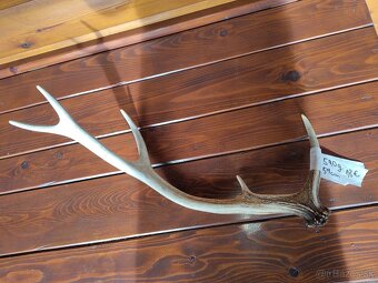 Jelenie parohy,parožie - 3