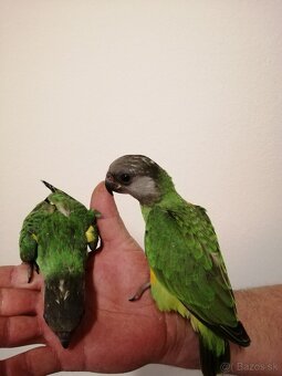 Papagáj senegalsky - 3