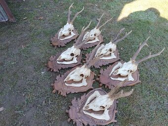 Srnčie trofeje, parohy - 3