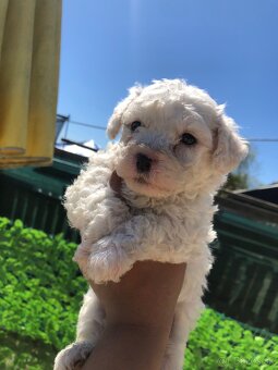 Maltezák, bischon - 3