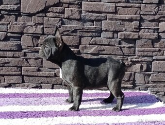 Francúzsky buldoček s PP/French bulldog - 3