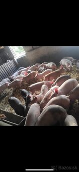 Predám prasatá aj prasiatka - 3