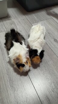 Darujem morčatá - 3