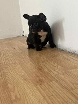 Francúzsky buldog - 3