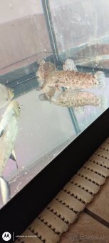 Mrenka pancierničky, - 3