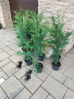 Cyprusovec leylandský (Cupressocyparis leylandii) - 3