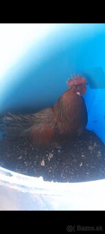 Predám kohúta - 3