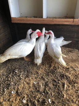 Predám kačky činky - 3