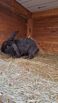 Predám mladú samicu - 3