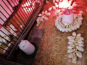 Brojlerove kuriatka - 3