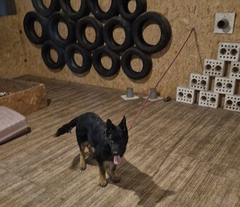 Nemecký ovčiak 5mes psík - 3