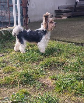 Predám  fenku Yorkshirsky teriér biewer - 3