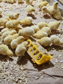 Brojlerové kurčatá - 3