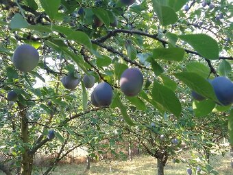 Slivky bez chemického postreku 2 € za kg - 3