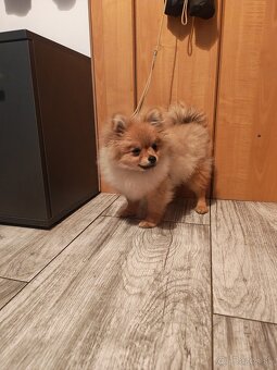 Pomeranian fenka - 3