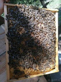 Predám včely - 3