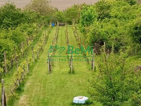 Predaj viničného domu s pozemkom - Levice (002-13-HEKAa) - 3