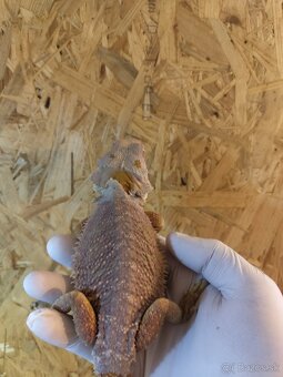 Agama bradatá red - 3