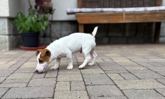Jack russel teriér - 3