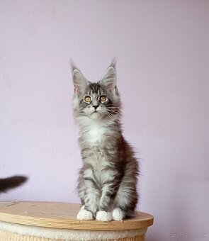 Maine Coon s PP - 3