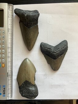 Fosília, skamenelina, Megalodon, zub, žralok - inzerát č.12 - 3