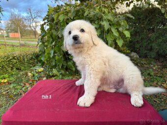 Slovenský čuvač - 3