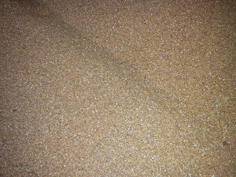 Predám kukuricu - 3