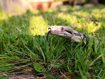 Veľhad Kráľovský / Boa Constrictor - 3