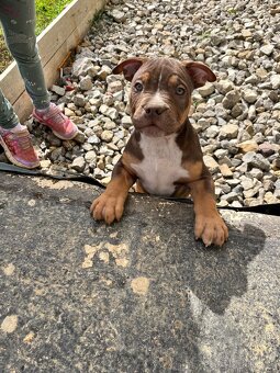 American Bully Xl - 3