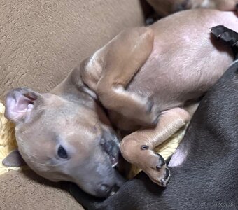 Taliansky chrtik s PP - modrý, izabelový, čierna - 3