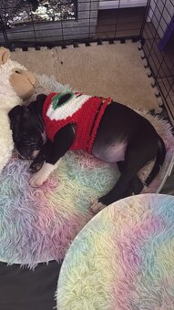 Americký staford - 3