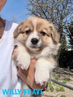 Welsh corgi pembroke s PP - 3