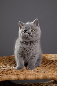 🐱 Hľadáme otrokov Teda... ehm... milujúcich majiteľov - 3