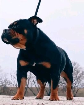 American bully pocket - 3