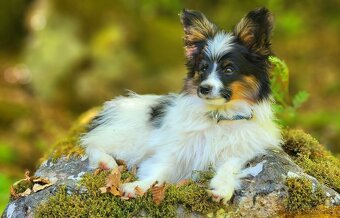 Papillon s PP - 3
