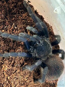 Predam pavúka PTERINOPELMA SAZIMAI - 3
