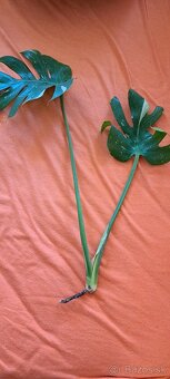 Monstera albo - 3