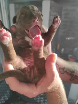 J&K bullys "ponúkame na predaj American bully XL - 3