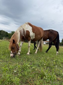 Pony kobylka (žrebná) - 3