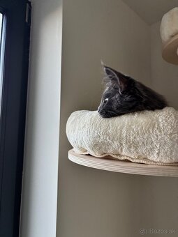 Maine coon , Mainská Mývalia, MCO - 3