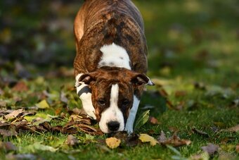 Americký stafordšírsky teriér s PP - 3