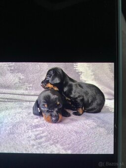 Jazvecik trpaslici - 3