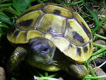 Suchozemská korytnačka - 3