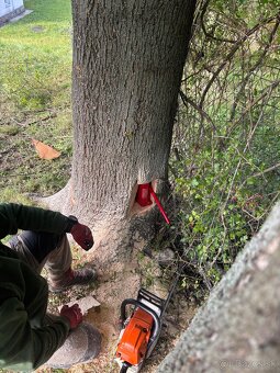 Výrub , opilovanie stromov - 3