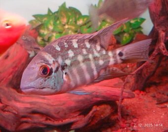 lemon oscar +mix - 3