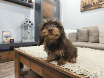 jazvečík trpasličí králičí - 3